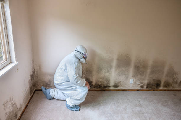 Best Asbestos and Lead Testing During Mold Inspection  in Shady Hollow, TX